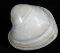 Polished Fossil Clam - Large Size #5204-1